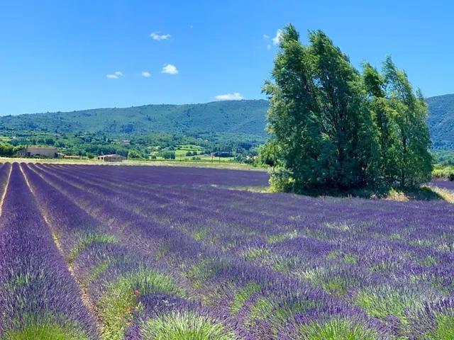Bastide Du Buou Διαμέρισμα Puyvert Εξωτερικό φωτογραφία